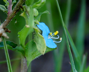 [The blue petals form a flat vertical surface on the left with the yellow topped white stamen extending to the right. The stamen are at least half a petal length long.]